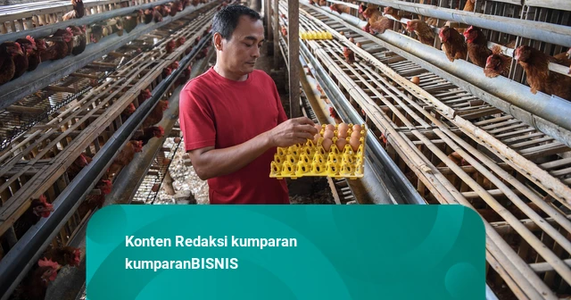 Key Discussion: Harga Telur di Peternak Naik 5 Persen, Didorong Tingginya Permintaan