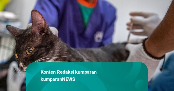 Official Announcement: Polling: Kucing Peliharaan Kamu Sudah Disterilisasi atau Belum?