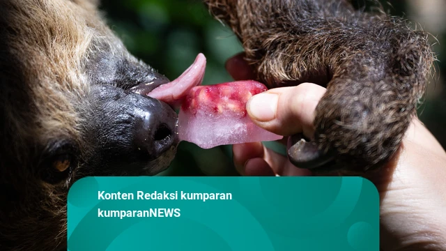 Foto: Satwa Kebun Binatang Bertahan dengan Es Akibat Gelombang Panas di Prancis