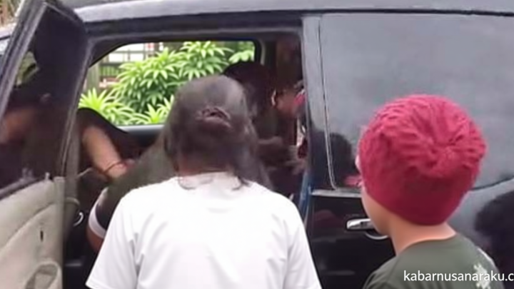 Momen Ibu Hamil Melahirkan di Mobil saat Hendak Dibawa ke Puskesmas di Way Kanan