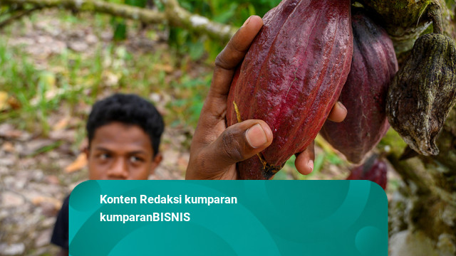 Special Plan: Australia Bidik Lebih Banyak Impor Kakao dan Cokelat dari Indonesia