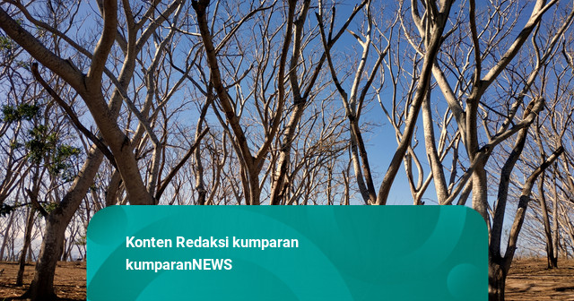 BMKG Imbau Masyarakat Waspada Kemarau Panjang – Ini yang Harus Dilakukan