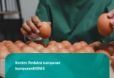 Atasi Biaya Logistik, Pemerintah Mau Bikin Hub Ayam-Telur untuk MBG