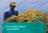Rumput Laut dan Agar-agar RI Bebas Tarif Tambahan AS, KKP Buka Peluang Ekspor
