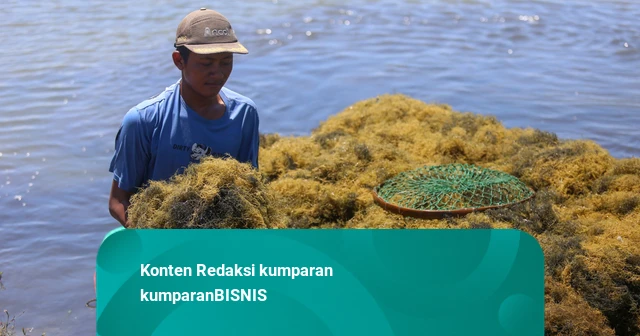 Rumput Laut dan Agar-agar RI Bebas Tarif Tambahan AS, KKP Buka Peluang Ekspor
