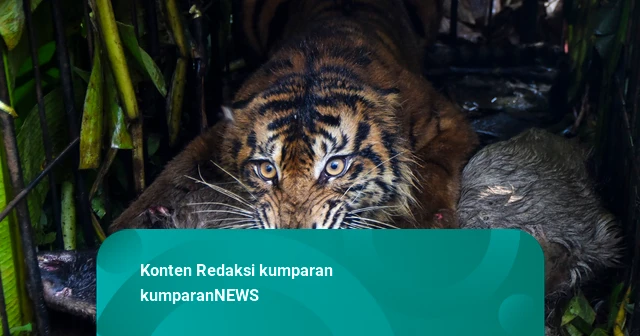Habitat Harimau Sumatera di Riau Terancam Karhutla