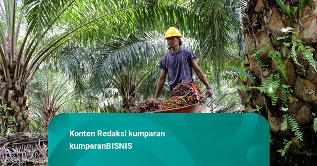BPDP Sebut Realisasi Dana Peremajaan Sawit Rakyat Capai Rp 606 Miliar