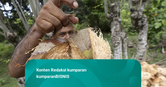 Kementan Usul Tambahan Anggaran Rp 5 T untuk Kembangkan Komoditas Kelapa-Kakao
